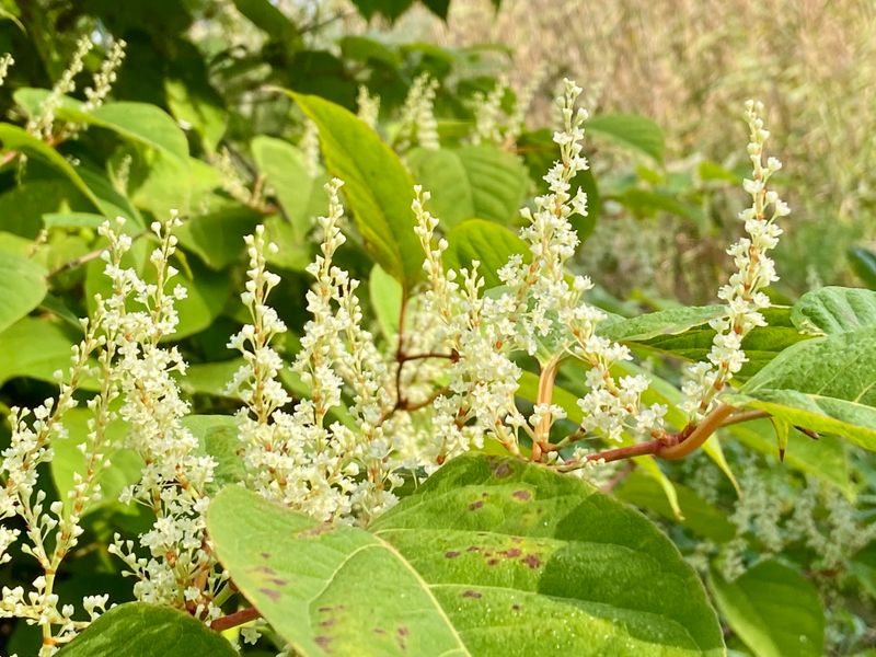 Vita blommor