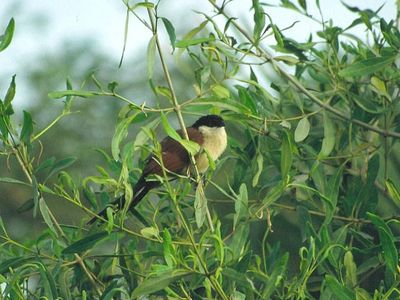 Senegal Coucal.jpg