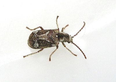 Trgnagare - Anobiidae