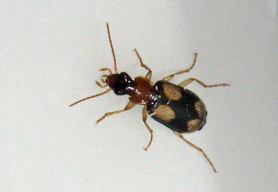 Jordlpare - Carabidae