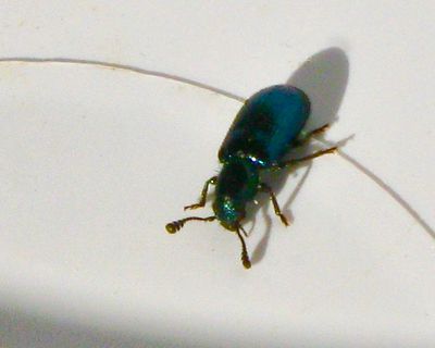 Necrobia violacea.jpeg