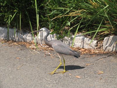 Birds abroad