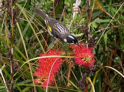 New Holland Honey-eater .jpg