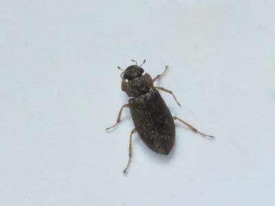 Helophorus aequalis.jpeg