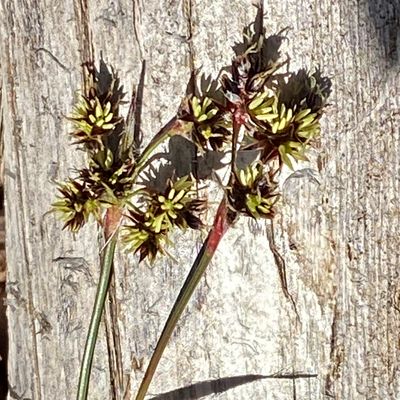 ngsfryle - Luzula multiflora.jpeg