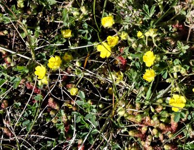 Femfingerrt - Potentilla argentia.jpeg