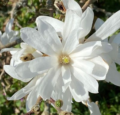Magnolia