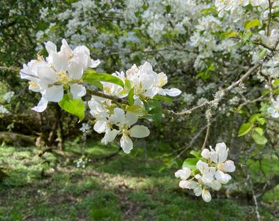 Vildapel - Malus sylvestris.jpeg