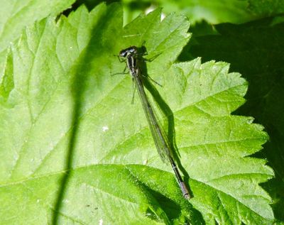 Ishnura elegans.jpeg