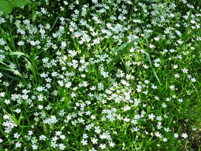 Buskstjrnblomma.jpeg