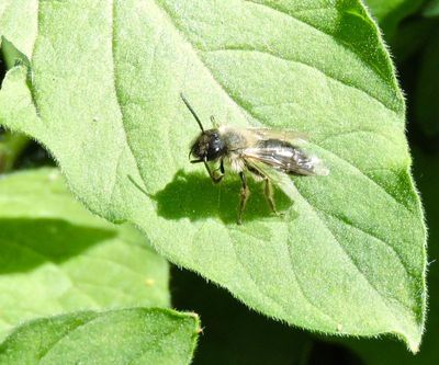 Bees