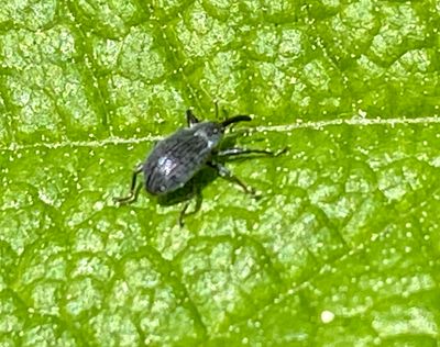 Anthonomus rubi - Hallonblomvivel.jpeg
