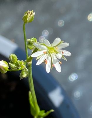 Grsstjrnblomma.jpeg