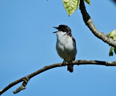 Pied Flycatcher.jpeg