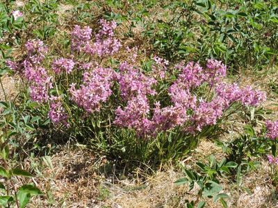 Tjrblomster.jpeg