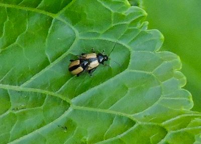 Phyllotreta nemorum - Gulrandig jordloppa.jpeg