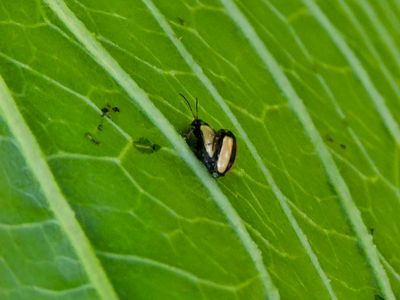 Phyllotreta nemorum - Gulrandig jordloppa.jpeg