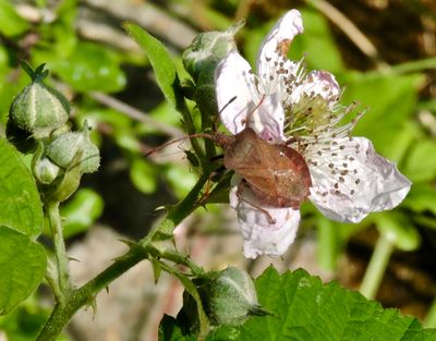 Coreus marginatus.jpeg