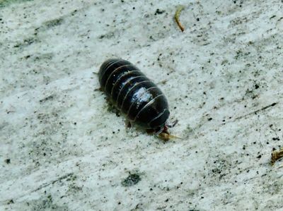 Armadillidium vulgare.jpeg