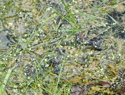 Aquatic plants and algae