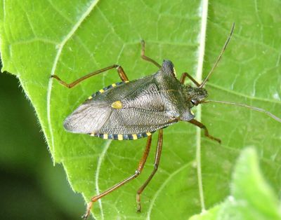 Pentatoma rufipes - Rödbent bärfis.jpeg