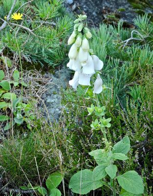 Fingerborgsblomma.jpeg