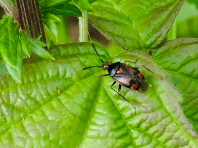 Deraeocoris ruber.jpeg