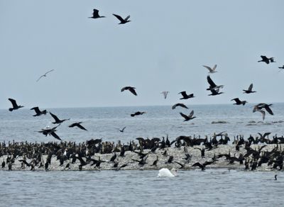Great Cormorant - Storskarv.jpeg