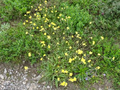 Sandsenap - Diplotaxis tenuifolia.jpeg