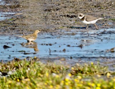Meadow Pipit - ngspiplrka.jpeg