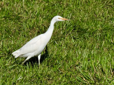 Egrets