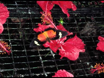 NYM Ceythosia hopsea  Malay Lacewing.jpeg