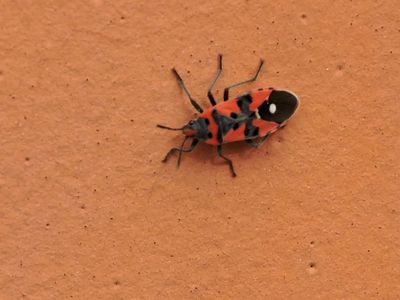 Rhopalidae - Smalkantskinnbaggar