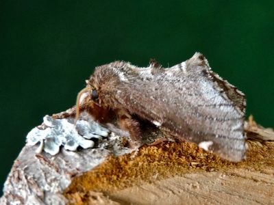 Notodontidae - Tandspinnare