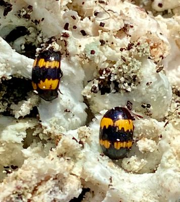 Svampbaggar - Endomychidae