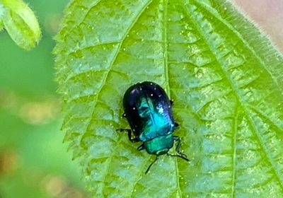 Glansbaggar - Nitidulidae