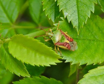 Cyphostethus tristriatus - Brokig enbärfis.jpeg