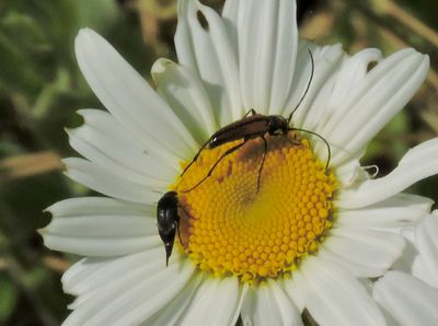 Oedemera femorata..jpeg