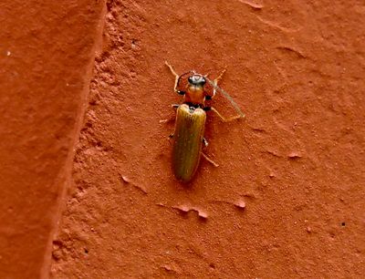 Denticollis linearis - Brun gonknppare.jpeg