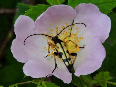 Flckig blombock.jpeg
