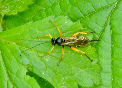 Apechthis compunctor