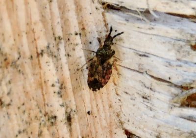 Aradus depressus