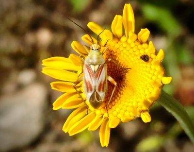Calocoris roseomaculatus.jpeg