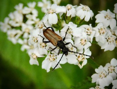 Flckhornad blombock.jpeg