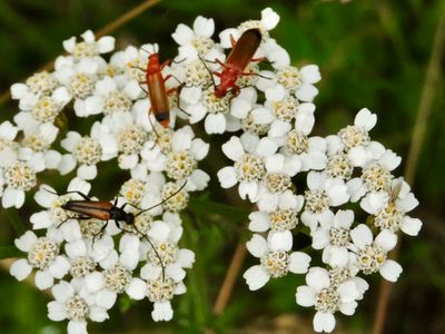 Rhagonycha fulva - Prstbagge.jpeg
