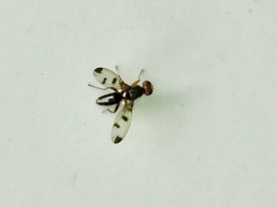 Geomyza tripunctata.jpeg