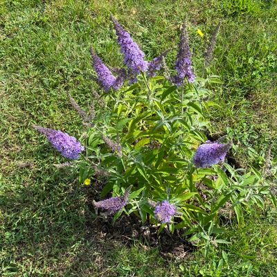 Buddlejajpeg