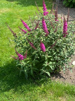 buddleja.jpeg