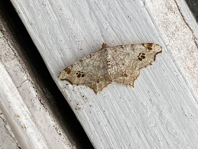 g13/38/644138/3/174765767.5bee6905.JPEG