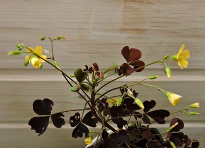 Klveroxalis.jpeg